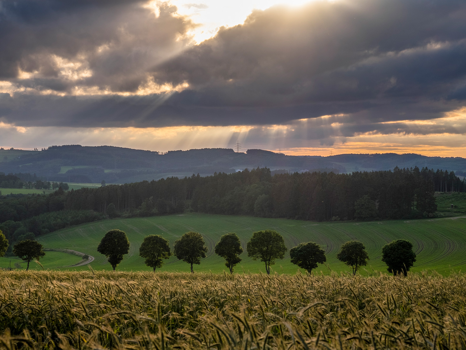 Allee umringt von Feldern Kornfeld vor einer tollen Allee