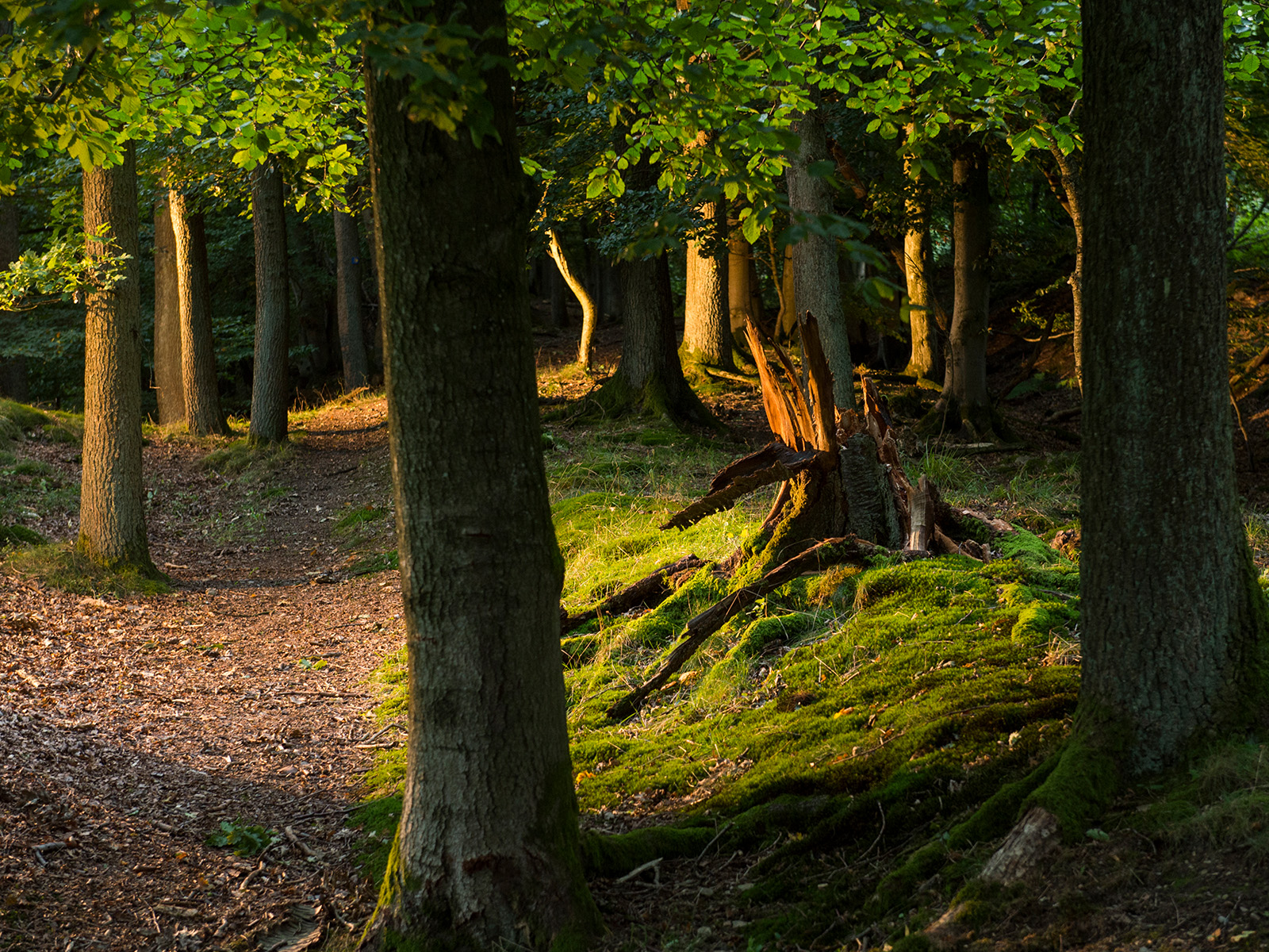 Sonnenstrahlen im Wald